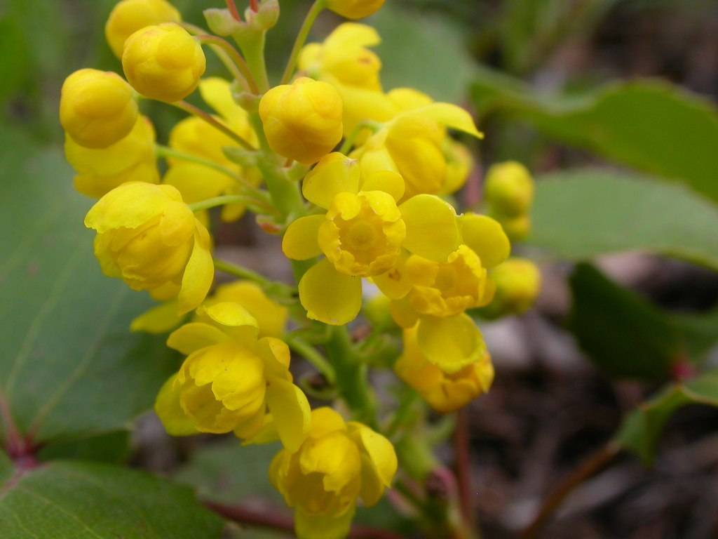 cluster of bright-yellow, glossy, small flowers with light-green stems with green leaves