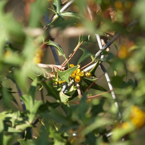 Yellow flowers, burgundy stems, beige branches, green leaves, yellow midrib, veins and blades.