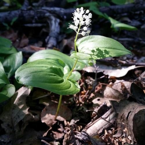 White Flower with bud, stigma, white style and stamen, lime stems and green leaves.