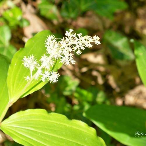small, white, fibrous flowers arranged in elongated racemes with shiny, light-green, ovate leaves