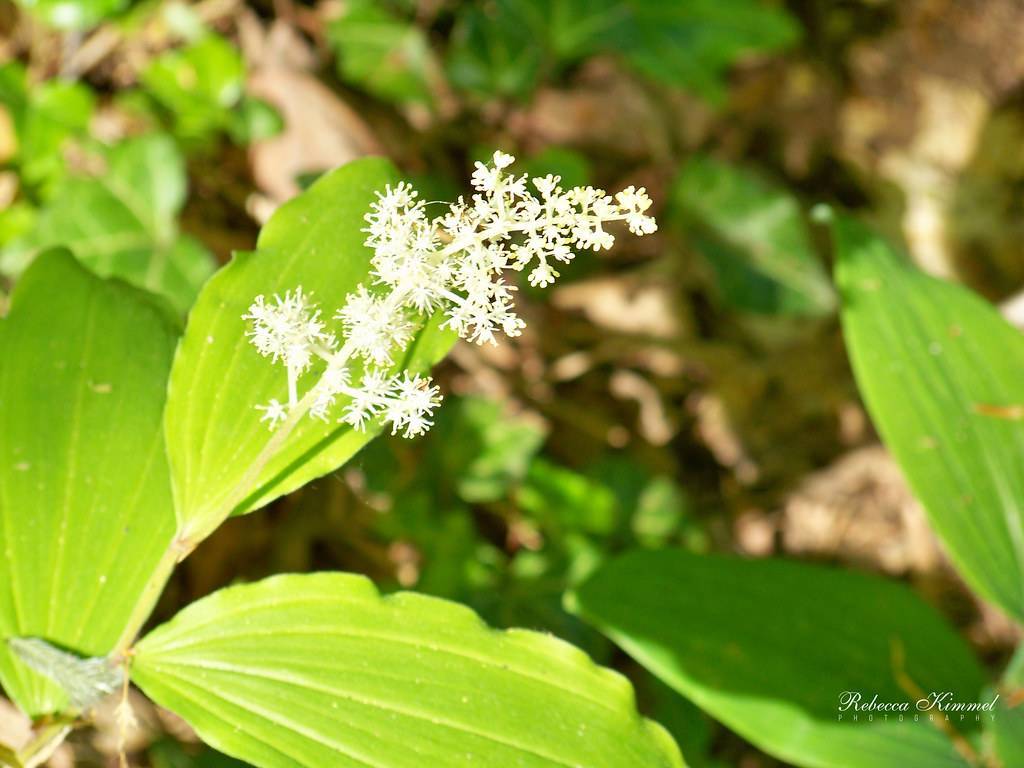 small, white, fibrous flowers arranged in elongated racemes with shiny, light-green, ovate leaves




