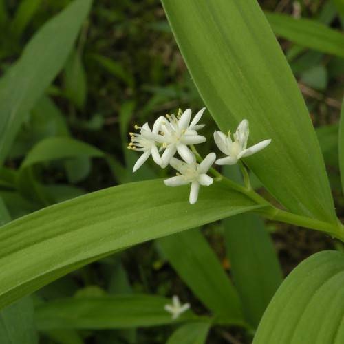 cluster of small, white, star-shaped flowers with long, white filaments, yellow anthers, green stems, and long, lanceolate, green leaves