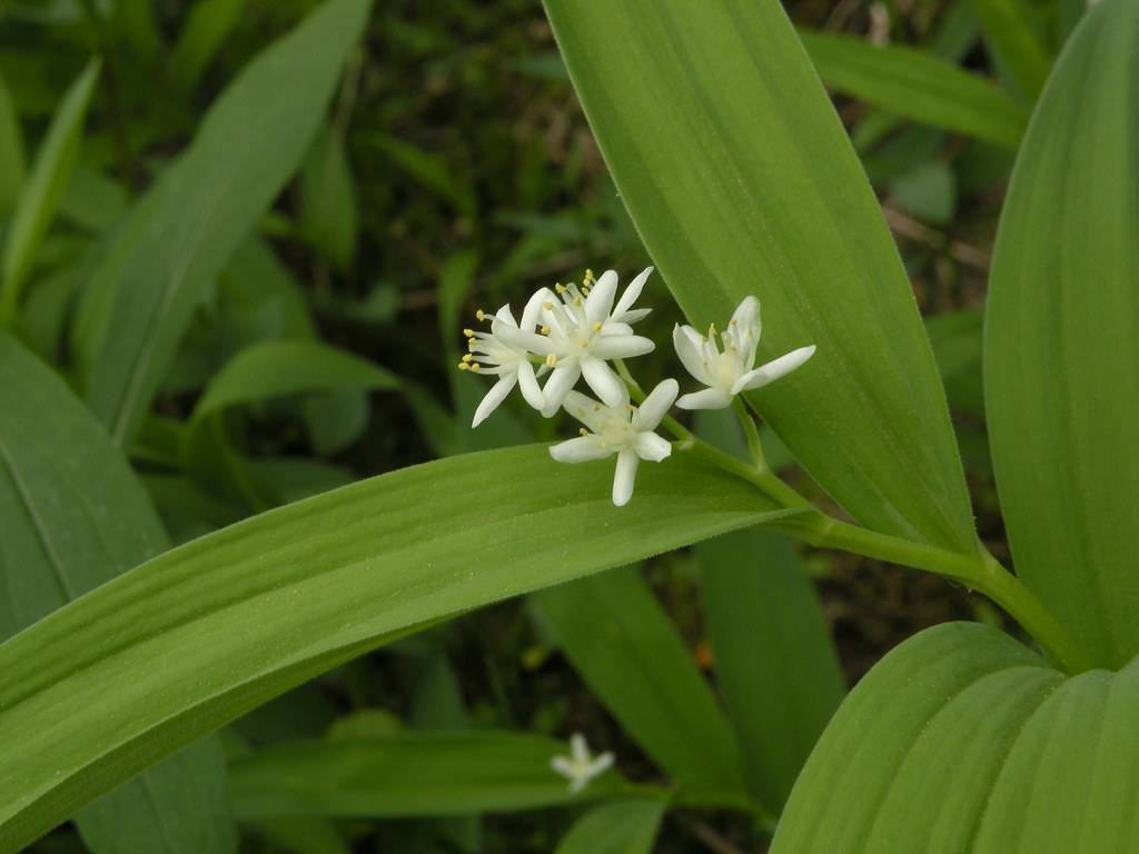 cluster of small, white, star-shaped flowers with long, white filaments, yellow anthers, green stems, and long, lanceolate, green leaves