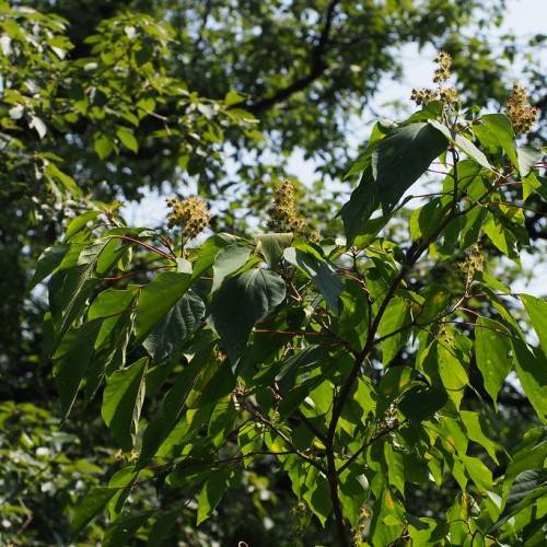 dark-green, deltoid-shaped leaves, brown, woody stems, and small, hairy, beige flowers