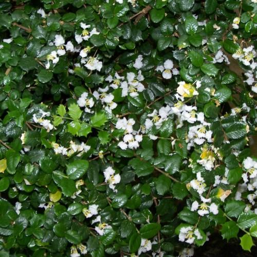 White flower with yellow anthers, white filaments, green leaves and stems, brown branches, pink petiole