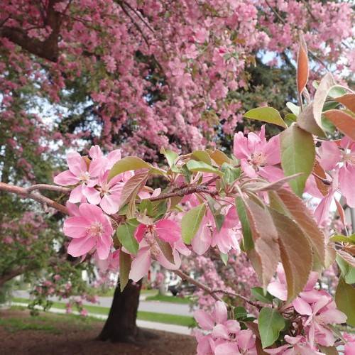 baby-pink, cup-shaped flowers with green leaves, and brown, woody stems and brown trunk
