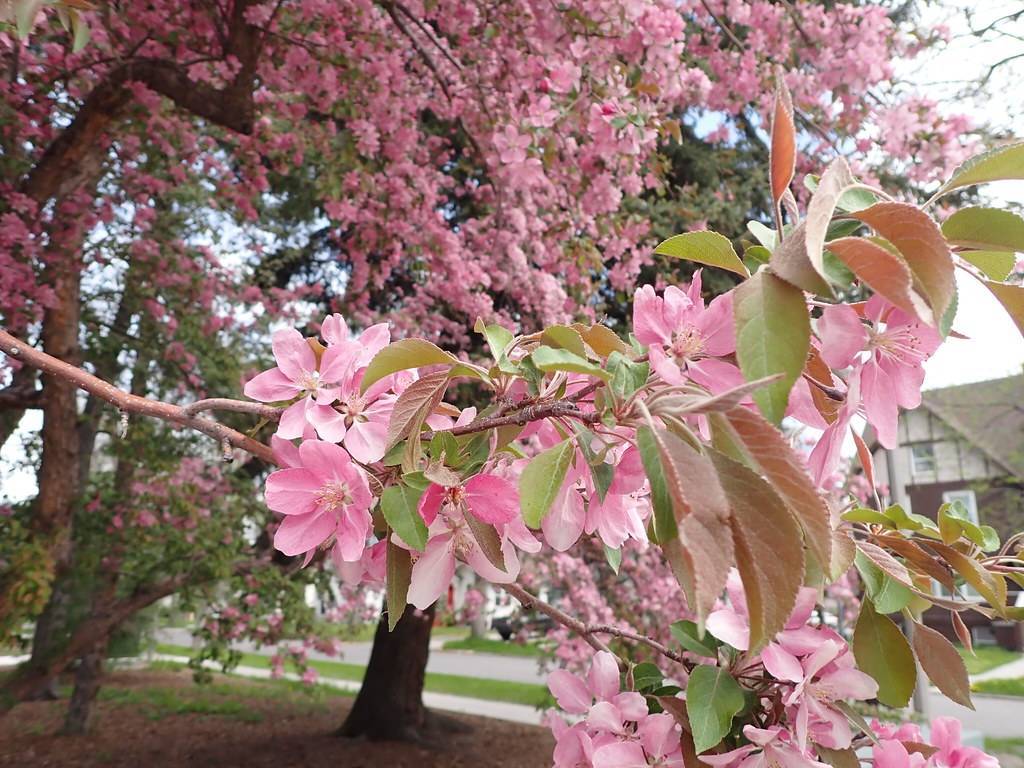 baby-pink, cup-shaped flowers with green leaves, and brown, woody stems  and brown trunk