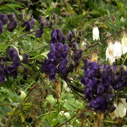 purple flowers against maroon stems, green leaves in the background.