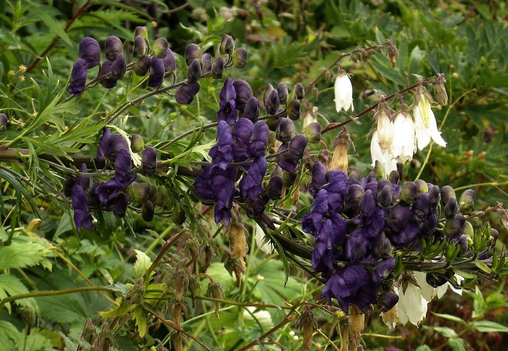 purple flowers against maroon stems, green leaves in the background.