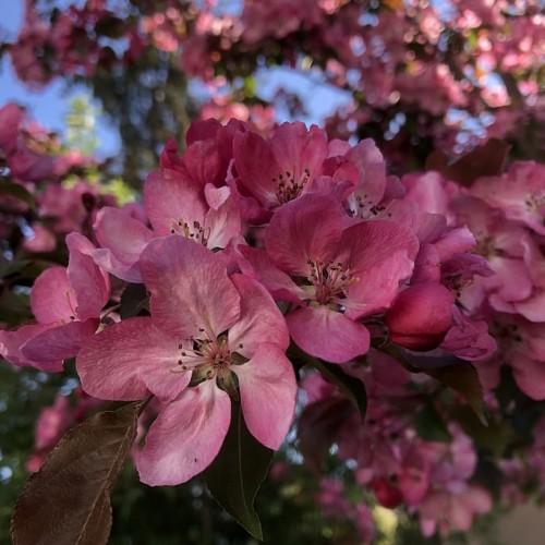 Magenta flower with beige stigma style and brown fliaments leaves, white midrib and veins