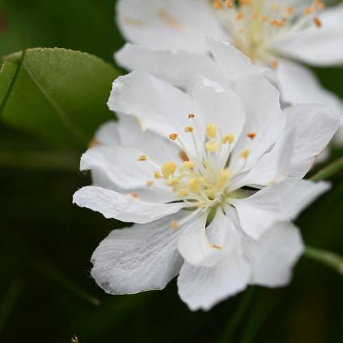 bright-white flowers with white filaments, creamy anthers, and green leaves