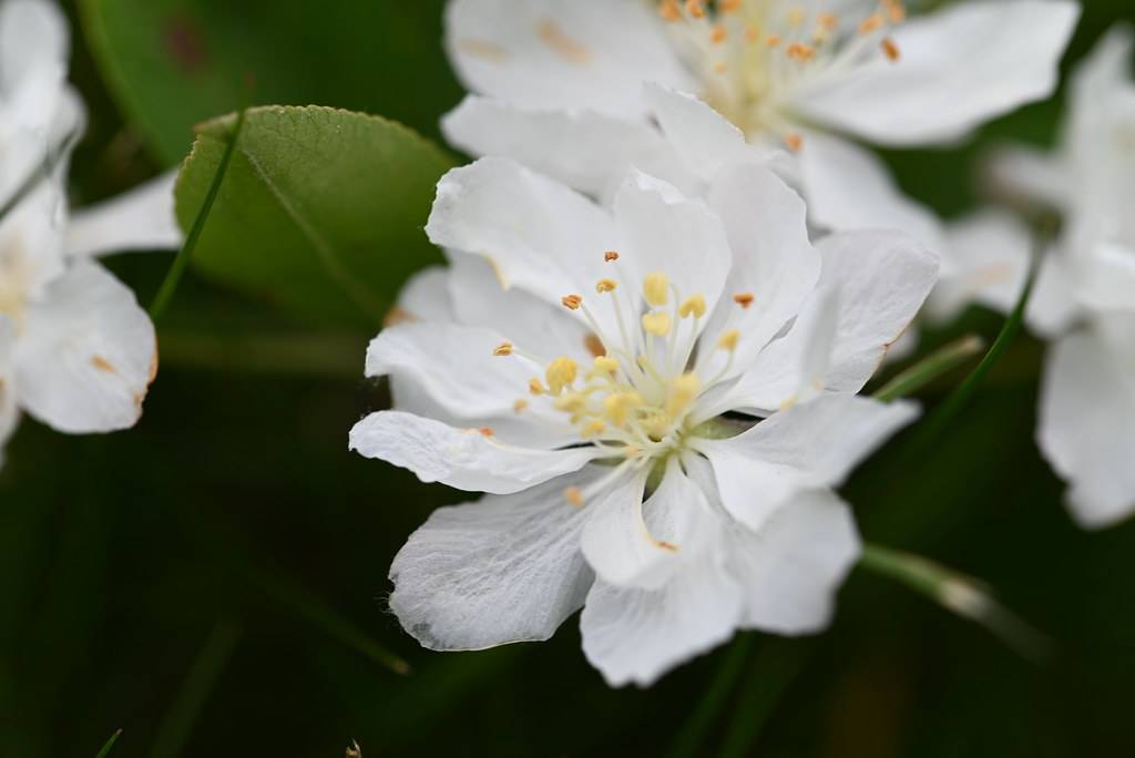 bright-white flowers with white filaments, creamy anthers, and green leaves