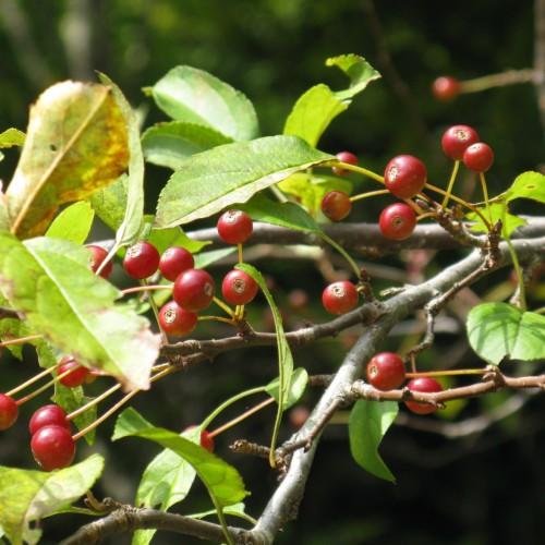 Red fruit with lime-burgundy petiole, dark-green, brown stems, dark-green branches and green leaves.