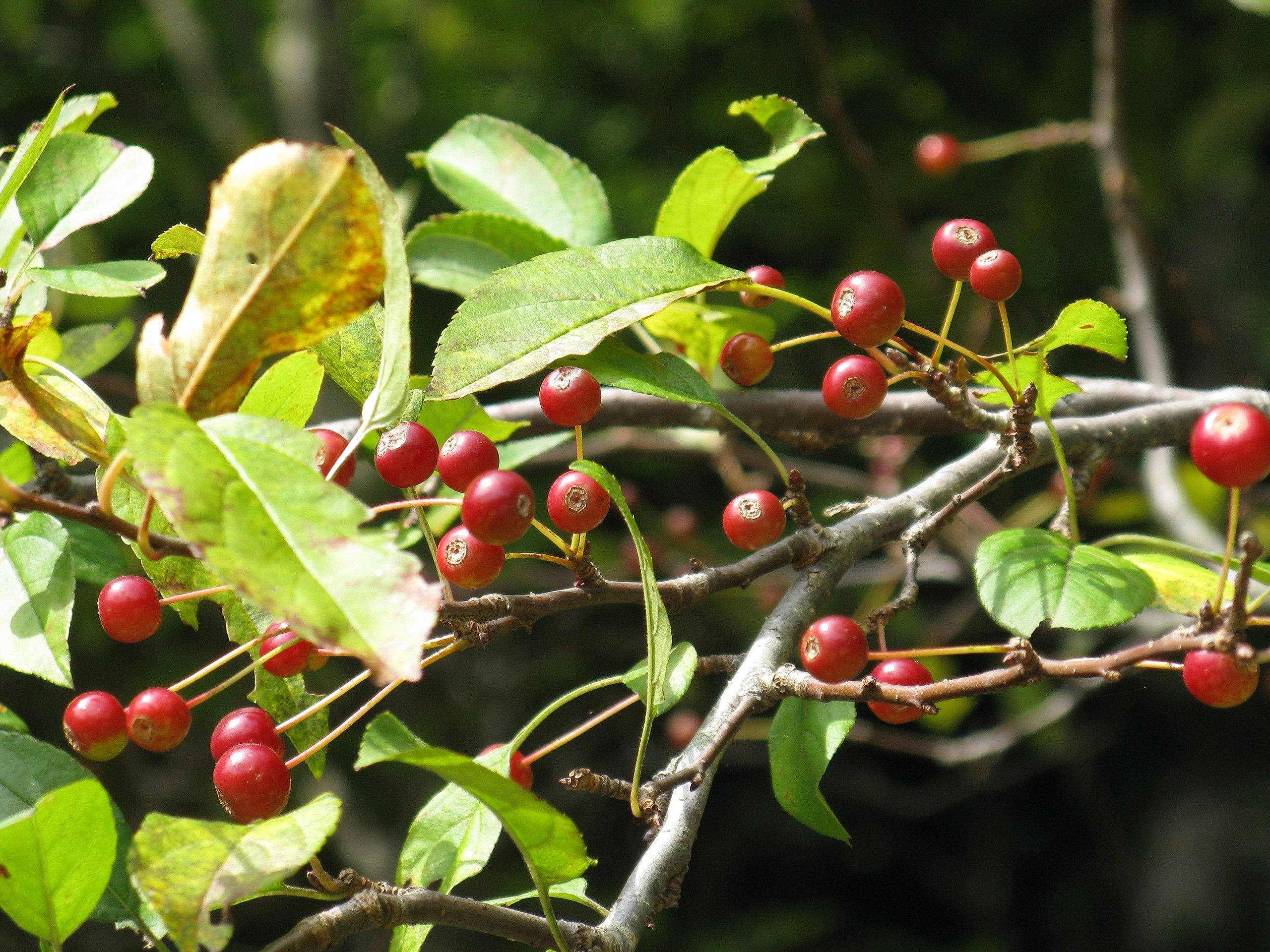 Red fruit with  lime-burgundy petiole, dark-green, brown stems, dark-green branches and green leaves.