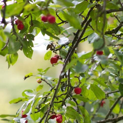 small, round, glossy, red fruits with gray-brown, woody stems, and green, smooth leaves
