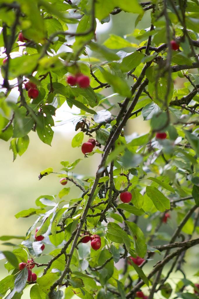 small, round, glossy, red fruits with gray-brown, woody stems, and green, smooth leaves
