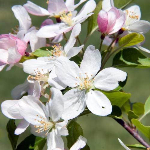 White-magenta flower with lime center, beige stigma and anthers off-white style and fliaments , green leaves and stems.