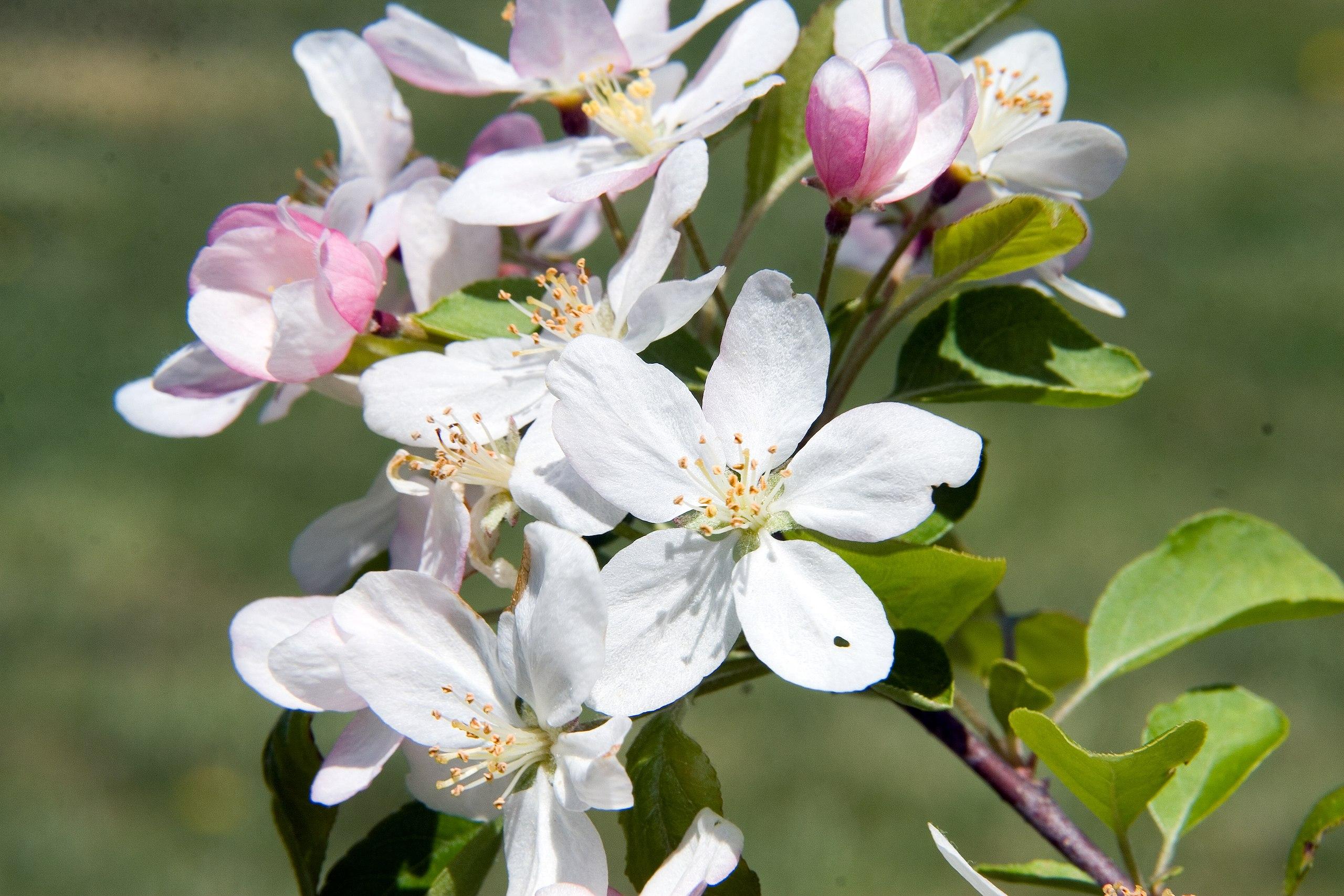 White-magenta flower with lime center, beige stigma and anthers off-white style and fliaments , green leaves and stems.