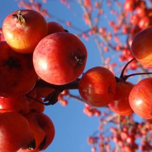 Malus 'Branzam' BRANDYWINE; clusters of round, glossy, yellow-red fruits with gray-brown, woody stems