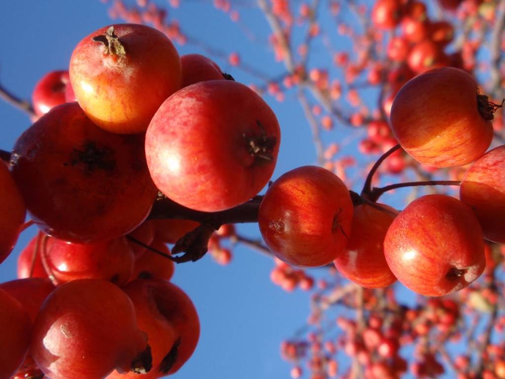 Malus 'Branzam' BRANDYWINE;  clusters of round, glossy, yellow-red fruits with gray-brown, woody stems