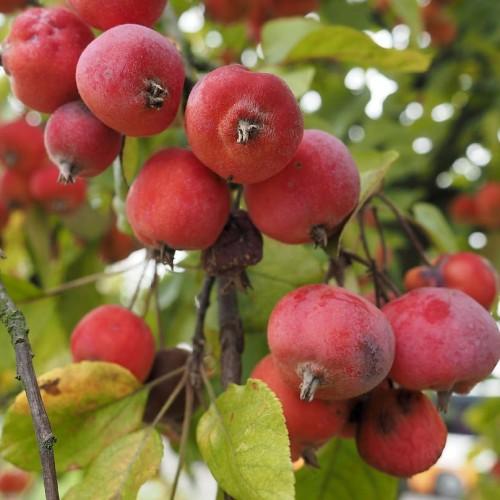 Red fruit with white hair, green leaves
 brown stems and branches