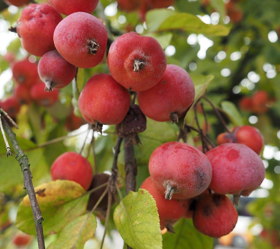 Red fruit with white hair, green leaves
 brown stems and branches