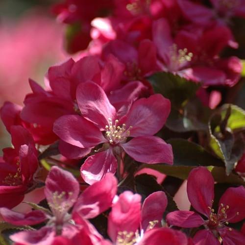 Magenta flower with Yellow stigma and anthers, pink style and filaments and green leaves