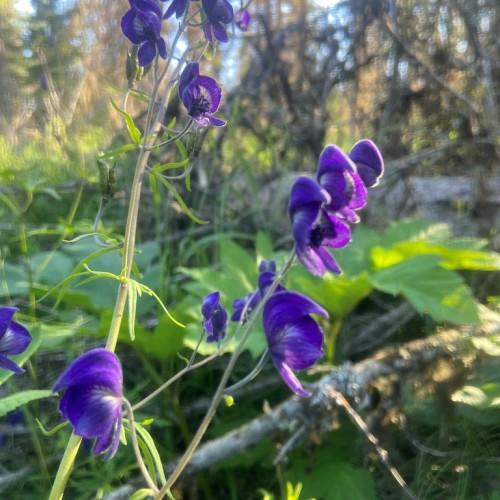 blue-purple flowers with lime-green leaves and beige stems