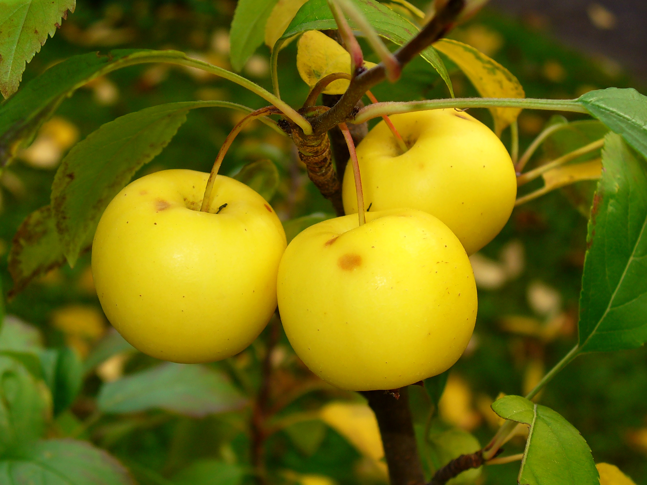 round, glossy, yellow fruits, with deep-brown, woody stem, and  glossy, green leaves
