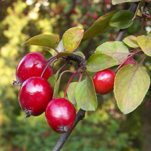 Red-maroon fruit with petiole, green leaves, burgundy midrib and veins, and dark-brown branches