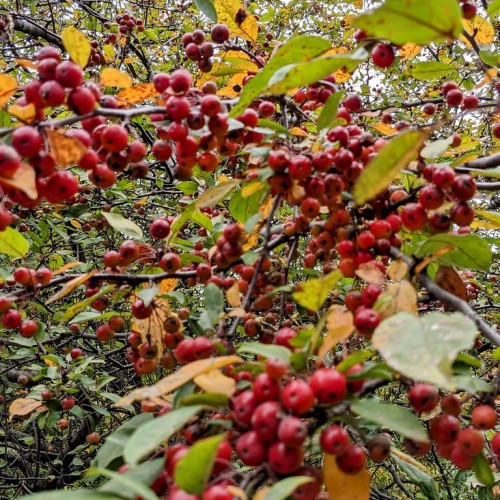 Red fruits with green leaves, black stems and branches.