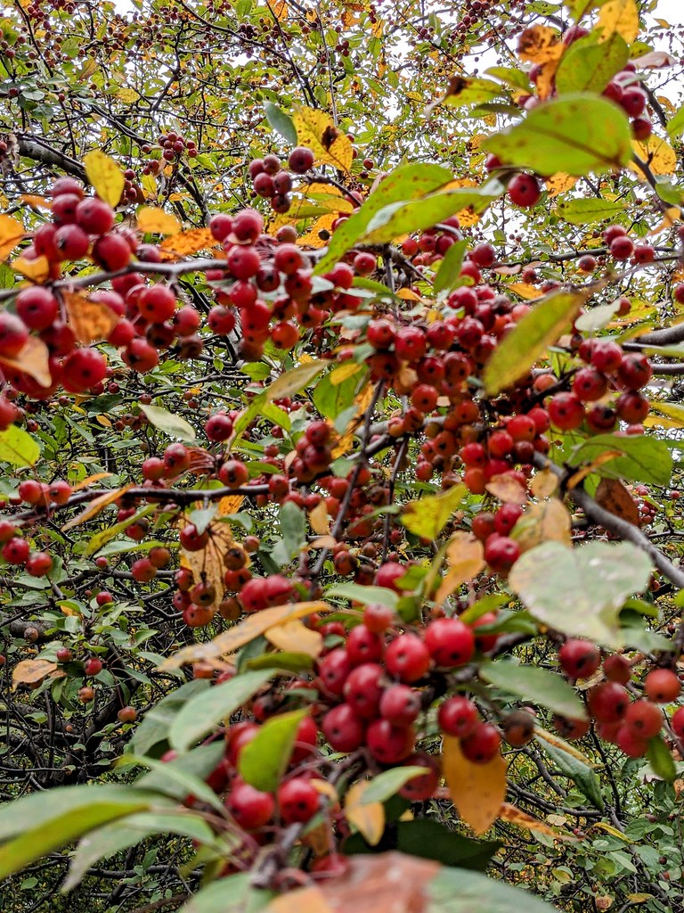 clusters of small, round, glossy, deep-red berries along dark-brown, woody stems, and green, ovate leaves