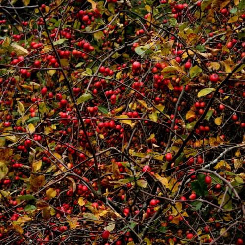 Red fruits with green leaves and brown branches