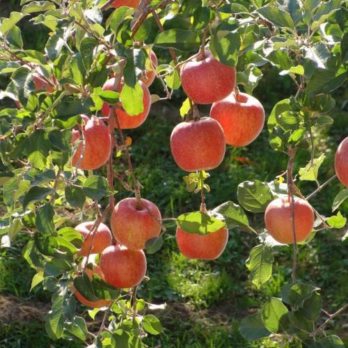 round, glossy, red fruits, with deep-brown, woody stems, and ovate, dark-green leaves