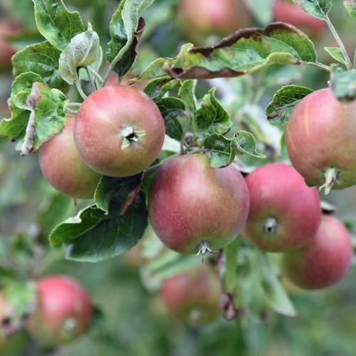 round, smooth, red fruits, with ovate, curvy, dark-green leaves