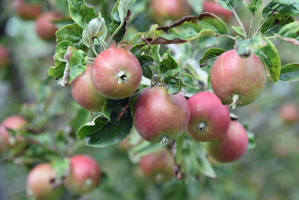 round, smooth, red fruits, with ovate, curvy, dark-green leaves
