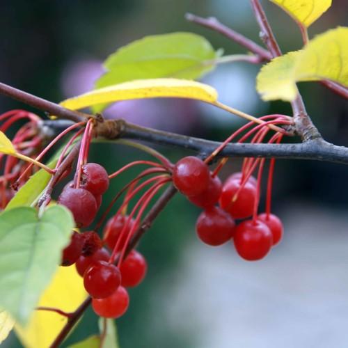 Red fruits with stems, lime leaves and petiole, and dark-brown branches