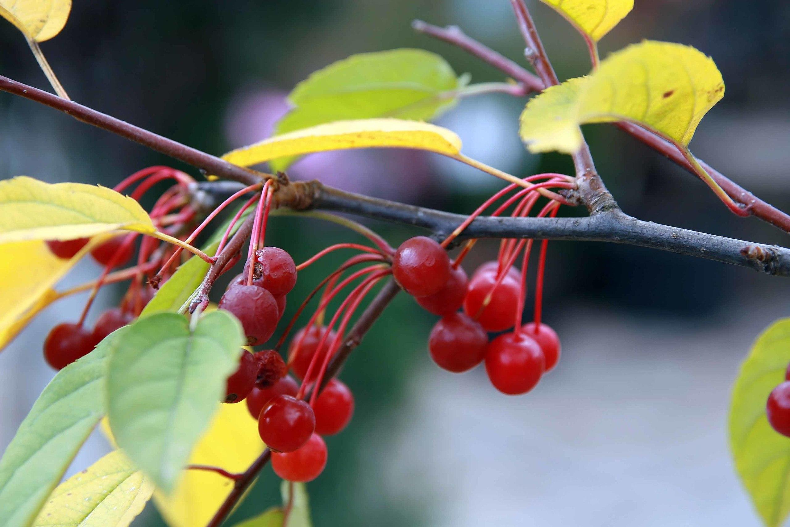 Red fruits with stems, lime leaves and petiole, and dark-brown branches