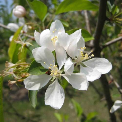 White flower with style and white filaments, yellow stigma and anthers, green leaves and brown branches