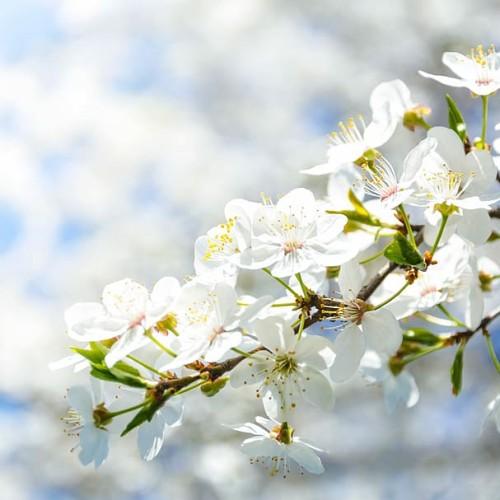 White flower with burgundy center, white style and filaments, yellow stigma and anthers, green leaves, lime sepals and petiole and brown branches