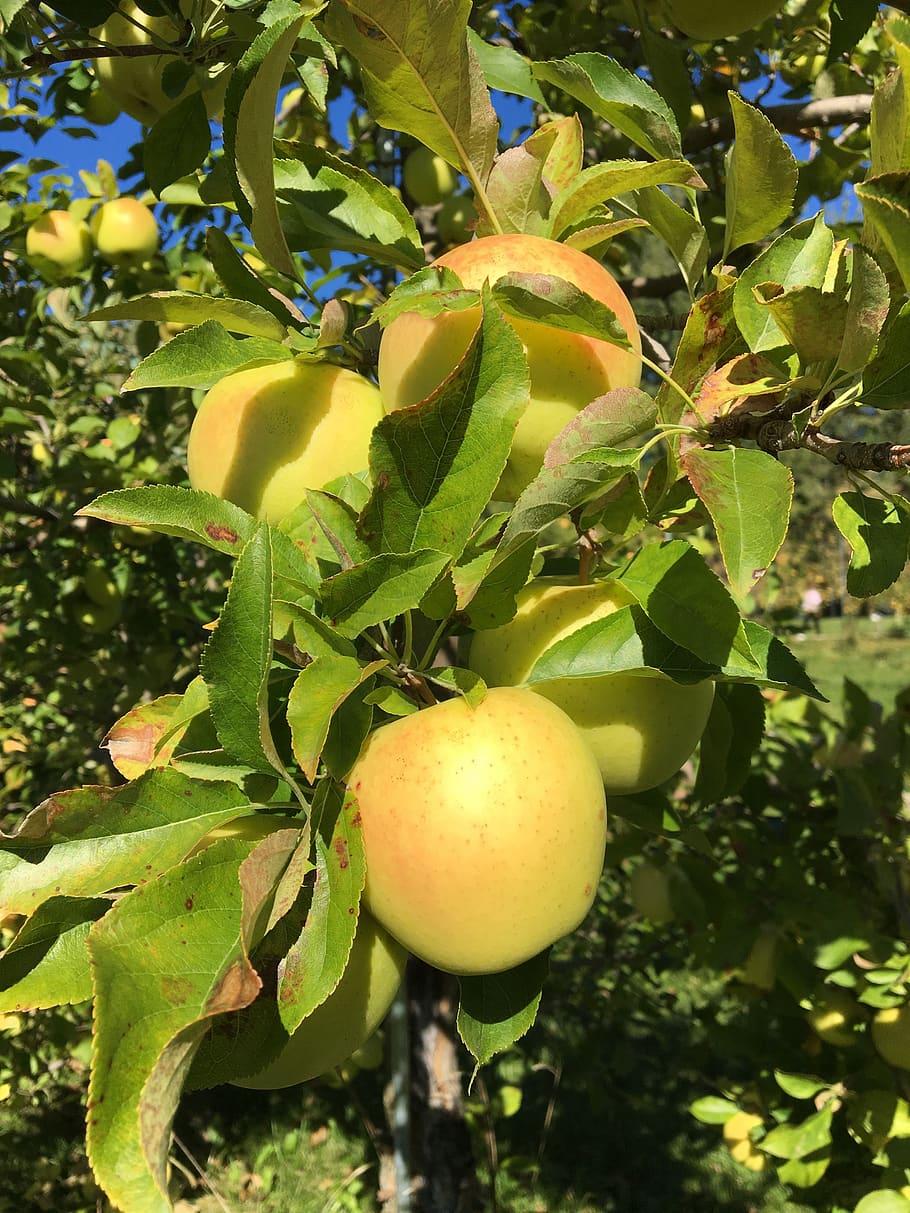 Yellow-orange fruit with green leaves, yellow petiole, midrib, and blades, brown stems