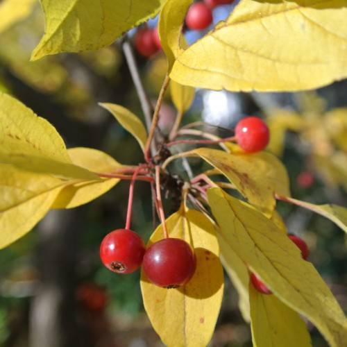 shiny, small, round, red fruits with yellow, ovate, shiny leaves, and gray-brown stems