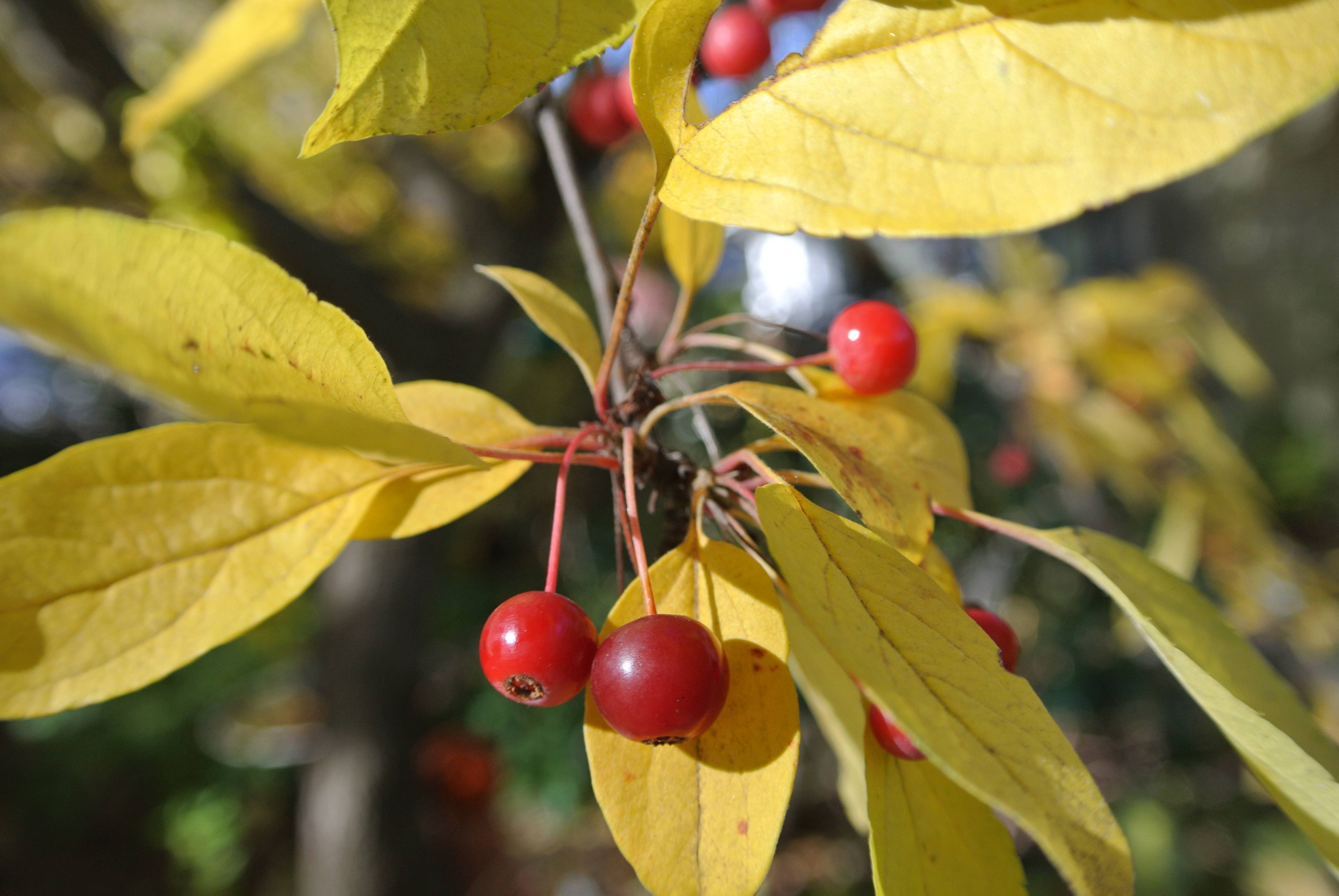 shiny, small, round, red fruits with yellow, ovate, shiny leaves, and gray-brown stems