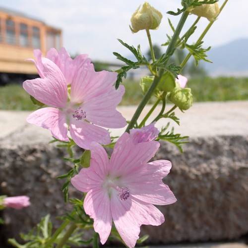 purple-pink, with heart-shaped pink petals with purple spadix, small, green, needle-like leaves, and long, slender, green stem