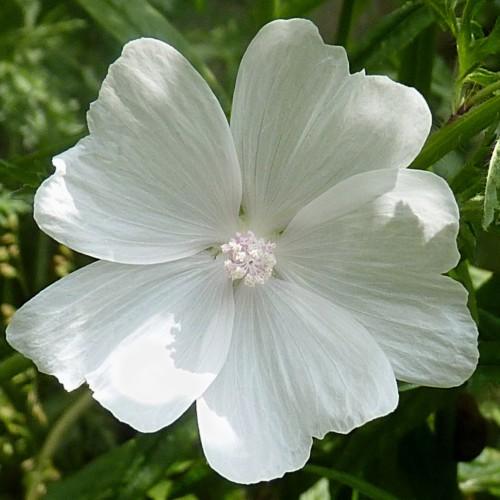 White flower with stigma and white style lavender-white stamen, green stems and leaves.