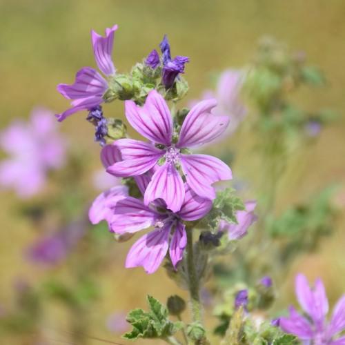 Lavender Flower with stigma, lavender stamen, white hair, lime buds, leaves and stems