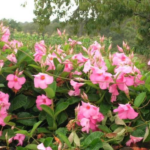 pink, saucer-like flowers with green stems, and green, elongated leaves