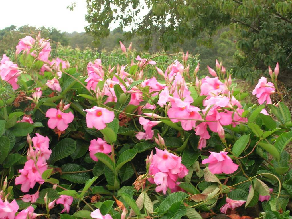 pink, saucer-like flowers with green stems, and green, elongated leaves