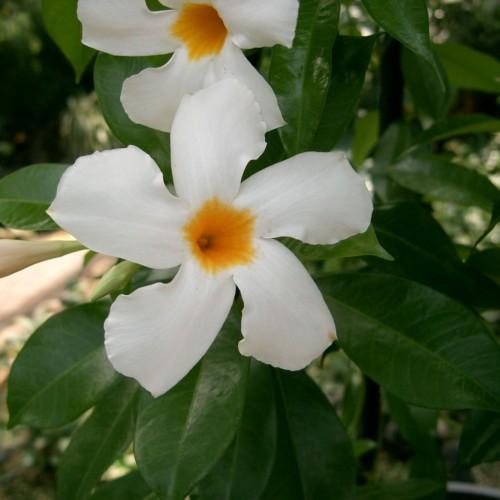 White flower with orange center and stigma. off-white bud, lime petiole, green leaves, yellow midrib and veins.