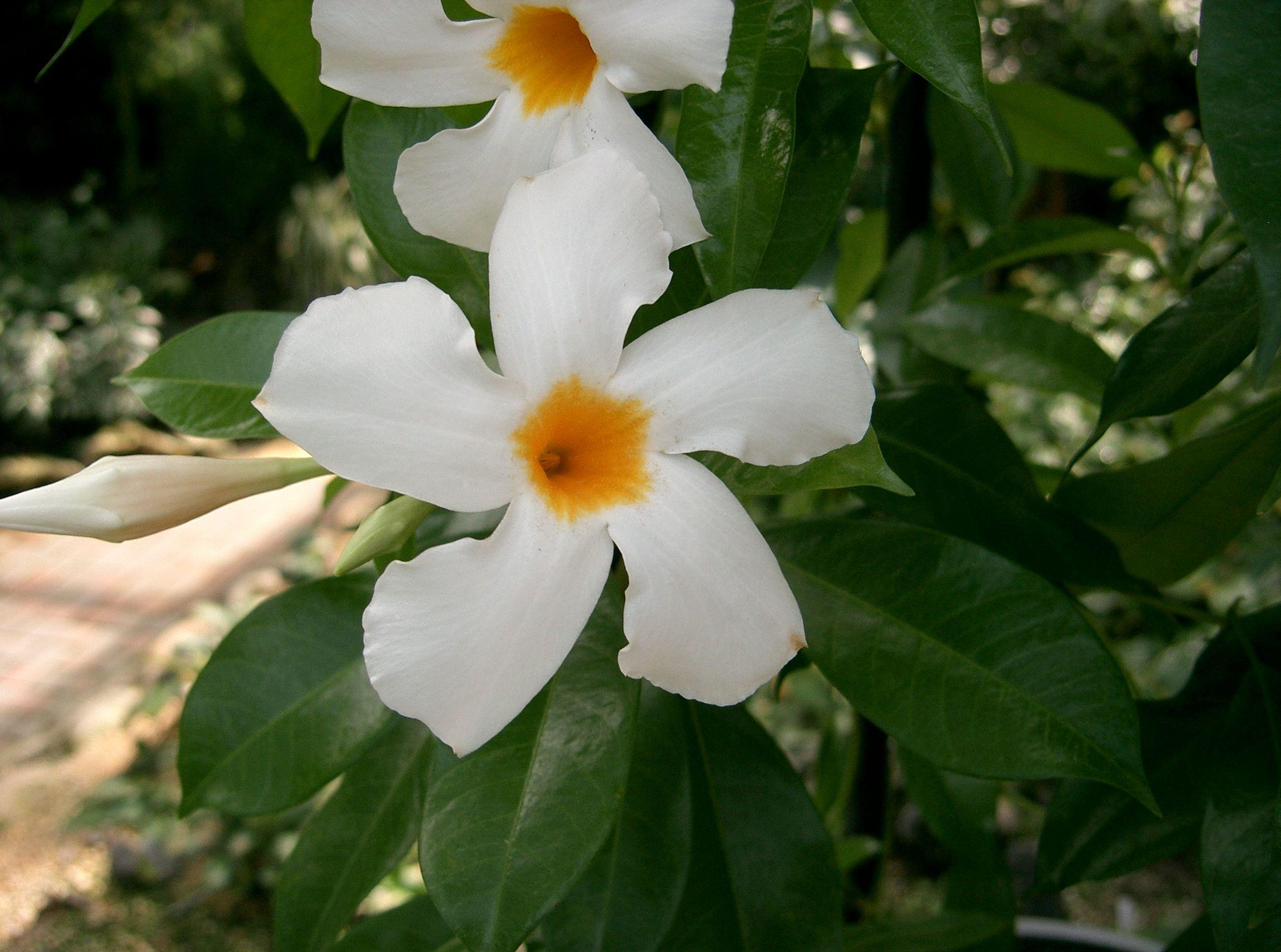 White flower with orange center and stigma. off-white bud, lime petiole, green leaves, yellow midrib and veins.
